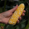 Sweetcorn Pot Of Gold Plug Plants x12