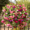 Fuchsia Jumbo Flowered plug plant Collection x12