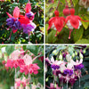 Fuchsia Jumbo Flowered plug plant Collection x12