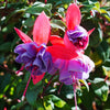 Fuchsia Jumbo Flowered plug plant Collection x12