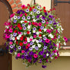 Surfinia Petunia Trailing Plug Plant Collection x12