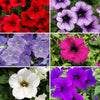 Surfinia Petunia Trailing Plug Plant Collection x12