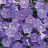 Surfinia Petunia Trailing Plug Plant Collection x12