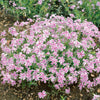 Creeping Phlox plug plant Collection x24
