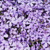 Creeping Phlox plug plant Collection x24
