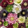 Hellebore 'Double Queen' Mix plug plants x12