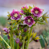 Hellebore 'Double Queen' Mix plug plants x12
