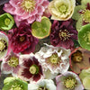 Hellebore 'Double Queen' Mix plug plants x12