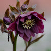 Hellebore 'Double Queen' Mix plug plants x12