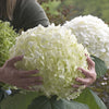 Hydrangea Incrediball in a 3L pot