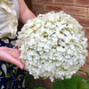 Hydrangea Incrediball in a 3L pot