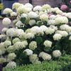 Hydrangea Incrediball in a 3L pot