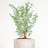 Eucalyptus gunnii 'Azura' in a 15cm pot