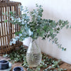 Eucalyptus gunnii 'Azura' in a 15cm pot