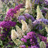 Buddleia Tricolour in a 2L pot
