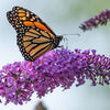 Buddleia Tricolour in a 2L pot