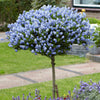 Ceanothus Standard Californian Lilac Tree