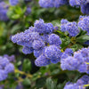 Ceanothus Standard Californian Lilac Tree