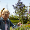Ceanothus Standard Californian Lilac Tree