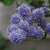 Ceanothus Standard Californian Lilac Tree
