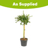 Ceanothus Standard Californian Lilac Tree