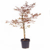 Acer palmatum 'Garnet' in a 3L pot