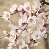 Standard Japanese Cherry Blossom (Prunus Kojo-No-Mai) in a 3L pot