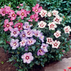 Hibiscus Tricolour Bush in a 4.6L pot
