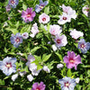 Hibiscus Tricolour Bush in a 4.6L pot