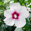 Hibiscus Tricolour Bush in a 4.6L pot