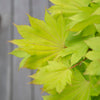 Acer shirasawanum 'Jordan' in a 3L pot