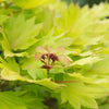 Acer shirasawanum 'Jordan' in a 3L pot