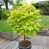 Acer shirasawanum 'Jordan' in a 3L pot