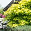 Acer shirasawanum 'Jordan' in a 3L pot