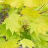 Acer shirasawanum 'Jordan' in a 3L pot