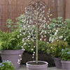 Weeping Willow Salix 'Kilmarnock' Standard Tree in a 17cm pot