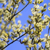 Weeping Willow Salix 'Kilmarnock' Standard Tree in a 17cm pot