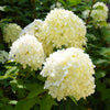 Hydrangea paniculata Collection in 9cm pots x3
