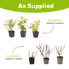 Hydrangea paniculata Collection in 9cm pots x3