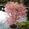 Acer palmatum 'Taylor' in a 3L pot