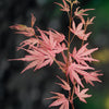 Acer palmatum 'Taylor' in a 3L pot