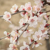 Japanese Cherry Blossom (Prunus Kojo-No-Mai) in 9cm pots x3