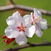 Japanese Cherry Blossom (Prunus Kojo-No-Mai) in 9cm pots x3