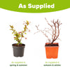 Japanese Cherry Blossom (Prunus Kojo-No-Mai) in 9cm pots x3
