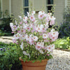 Patio Lavatera 'Barnsley Baby' in 9cm pots x6