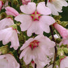 Patio Lavatera 'Barnsley Baby' in 9cm pots x6