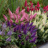 Buddleia davidii 'Butterfly Candy' Collection in 9cm pots x3