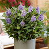 Buddleia davidii 'Butterfly Candy' Collection in 9cm pots x3