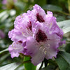 Rhododendron Hybrid Collection in 15cm pots x3
