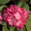 Rhododendron Hybrid Collection in 15cm pots x3